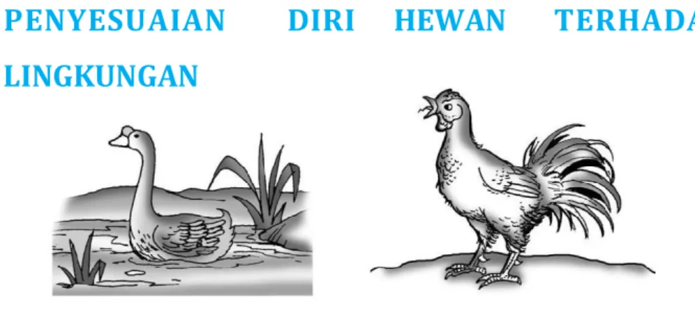 Gambar   Angsa  Gambar Ayam 