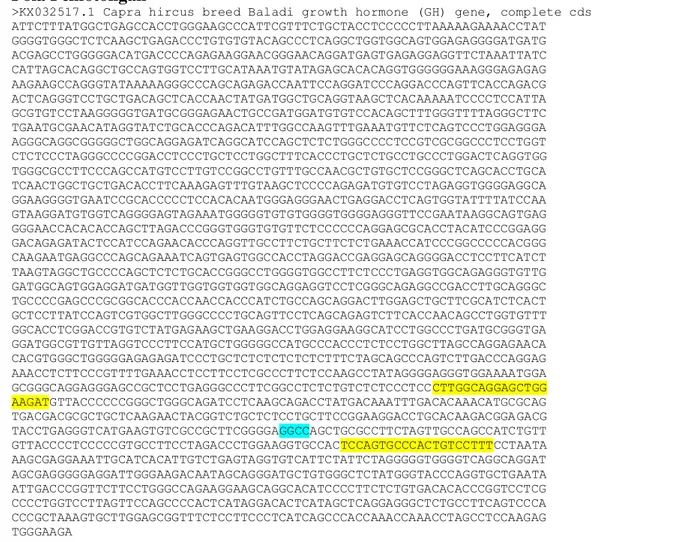 Gambar  1.  Sekuen  nukleotida  gen  GH  pada  lokus  masing-masing    primer  forward  dan  primer  reverse  dan  tanda  panah  menunjukkan  situs  pemotong  enzim  HaeIII  (GG-CC)