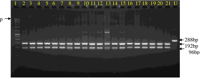 Gambar 6. Visualisasi hasil RFLP HaeIII gen GH pada sampel Domba Kelurahan Petobo. (M  =  DNA Ladder 1 kb; BB = Genotipe domba sampel; U   = Uncut (DNA hasil PCR yang   tidak menggunakan enzim RFLP; bp = base pair) 