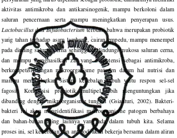 Gambar 2.4 Bifidobacterium sp (Modler, 2006) 