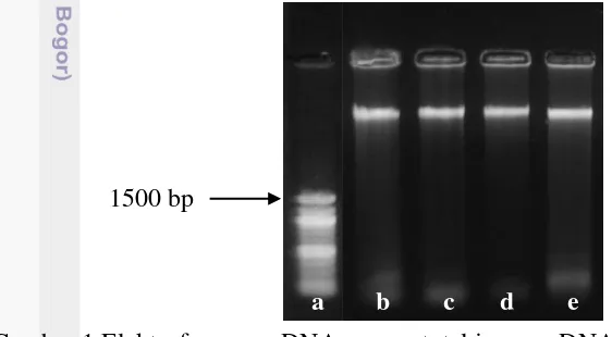 Gambar 1 Elektroforegram DNA genom total jagung. DNA marker (a), Sp010BB-