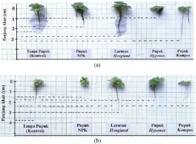 Gambar 6  Akar Azolla pinnata R. Br. pada jenis media dan pupuk yang berbeda pada media tanam; (a) media dengan penambahan lumpur sawah 10% dan (b) media tanpa lumpur 