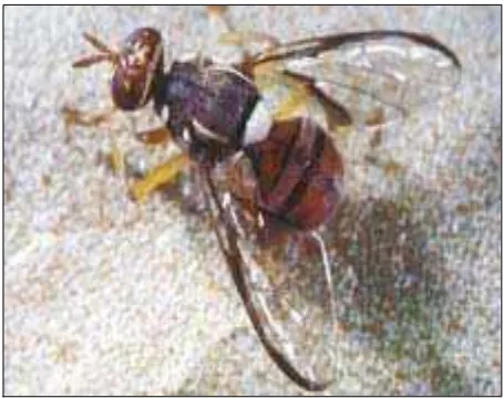 Gambar 2. Lalat Buah  (Bactrocera spp) (Anonim, 2007) 