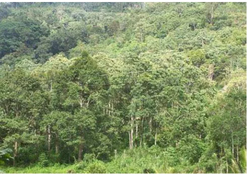 Gambar 1. Hutan Rakyat di Kecamatan Ulu Pungkut. 