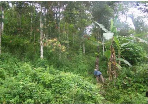 Gambar 4. Tanaman Kulit Manis di Lahan Hutan rakyat 