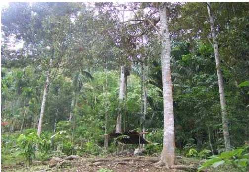 Gambar 8. Tanaman Durian di Lahan Hutan rakyat 