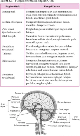 Tabel 3.1 Fungsi Beberapa Bagian Otak