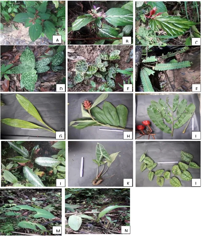 Gambar  1.  Tumbuhan  yang  berpotensi  menjadi  tanaman  hias  di  kawasan  Air  Terjun  Talalang  Jaya  :  A