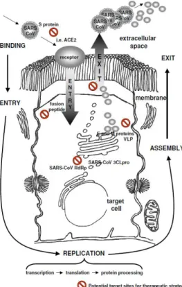 Gambar 4. Area potensial target untuk terapi SARS-COV mulai dari virus masuk, berkembang  biak