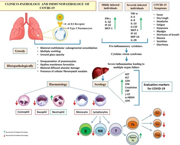 Gambar 5. Imunopatologi dan patologi klinis coronavirus-2019 (COVID-19) 