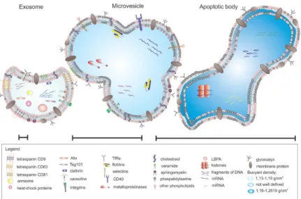 Gambar 7. Tipe vesikel ekstraseluler: eksosom, mikrovesikel, badan apoptotic (Koniusz et al.,  2016)