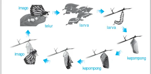 Gambar 1.9Urutan metamorfosis sempurna pada kupu-kupu.Sumber:  Microsoft Student, 2006