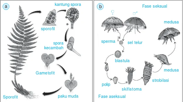 Gambar 1.11 (a) Siklus hidup paku. (b) Siklus hidup ubur-ubur.
