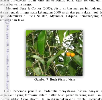 Gambar 7  Buah Ficus stricta 