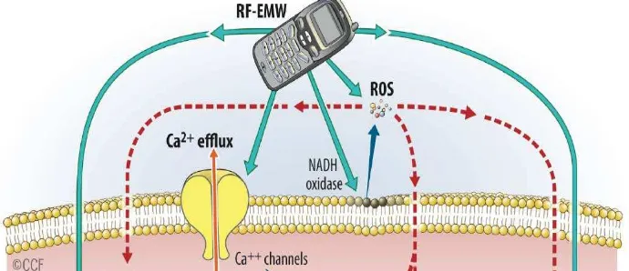 Gambar 6. Pengaruh RF pada struktur seluler dan sub-selular. Paparan RF 