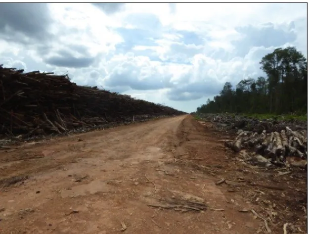Foto 1. Tumpukan kayu alam hasil penebangan di konsesi PT MSL. Ini menunjukkan  bahwa konsesi PT MSL memiliki kayu alam yang patut dipertahankan sebagai hutan  alam