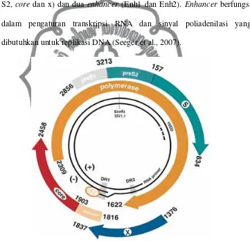 Gambar 2.1 Susunan genom VHB (genotipe A) 