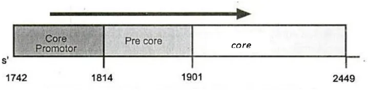 Gambar 2.2 Gen core (dengan nomor posisi nukleotida). 