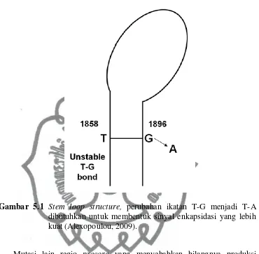 Gambar 5.1 Stem loop structure, perubahan ikatan T-G menjadi T-A  
