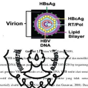 Gambar 2.1 Virion VHB (Liang, 2009). 