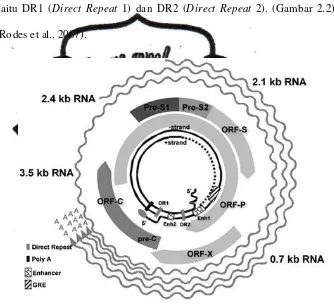Gambar 2.2 Genom  VHB (Liang, 2009). 