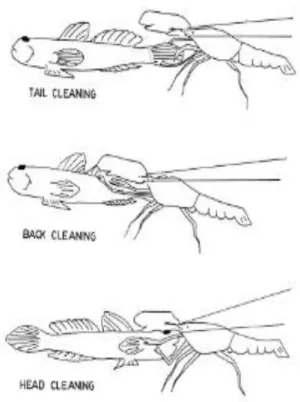 Gambar aktifitas membersihkan tubuh ikan Gobi  dan Udang Pistol (MOULTON 1960) 