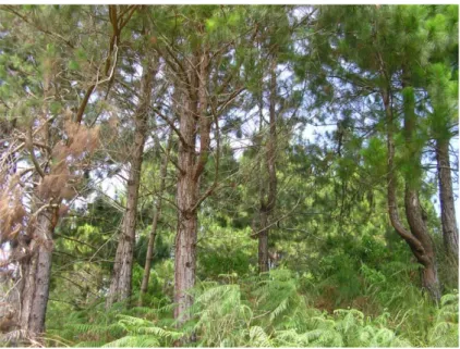 Gambar 3. Hutan rakyat pinus di Dusun Marubun Pane 