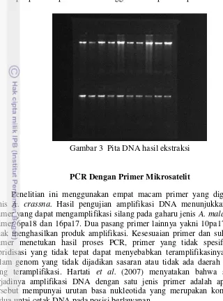 Gambar 3  Pita DNA hasil ekstraksi 