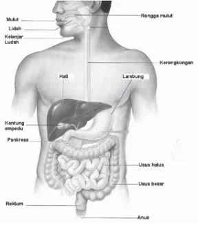 Gambar 4.2 Sistem Pencernaan Makanan ManusiaSumber Gambar: Diolah dari Campbell,et al.Biology Concepts and Connections (2000: 434).
