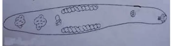 Gambar 2.8. Ilustrasi cacing Opisthorchis geminus (McDonald, 1981)