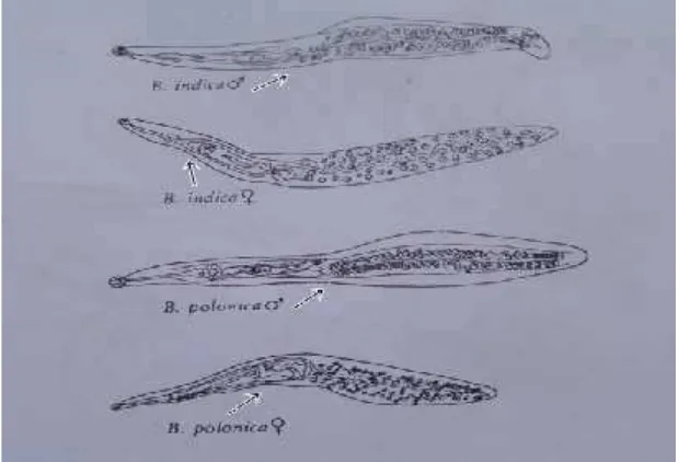 Gambar 2.9. Ilustrasi cacing Bilharziella sp. (McDonald, 1981)