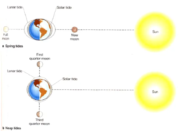Gambar 3.3. Pada kuarter pertama dan ketiga posisi bulan, bumi dan matahari saling  tegak lurus, pasut yang terjadi adalah minimum atau pasang perbani (Neap Tide)