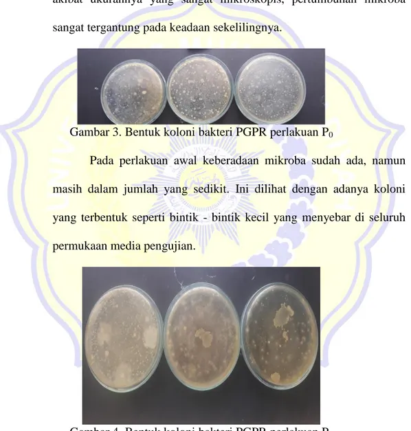 Gambar 3. Bentuk koloni bakteri PGPR perlakuan P 0 