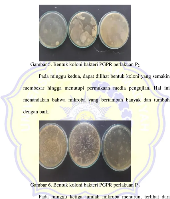 Gambar 6. Bentuk koloni bakteri PGPR perlakuan P 3 