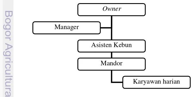 Gambar 1  Struktur organisasi Sabila Farm 