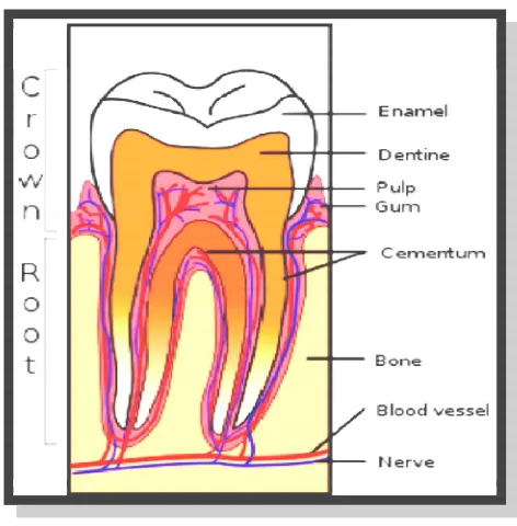Gambar 1.Skematik potongan melintang gigi.  