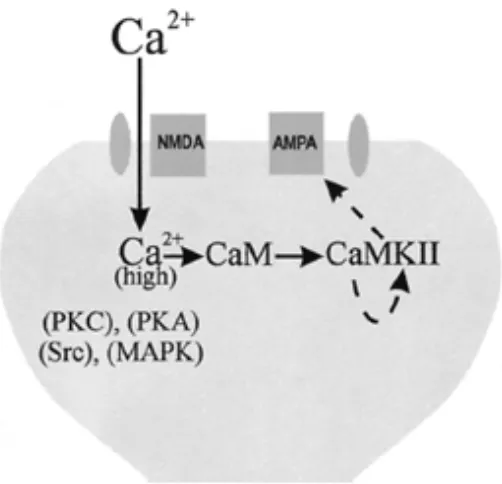 Gambar  5. Bentuk transduksi sinyal pada LTP Dikutip dari : Malenka, R.C. 2002. Synaptic plasticity