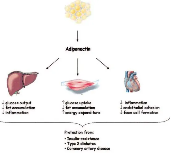 Gambar 3.  peranan fisiologi adiponektin pada berbagai organ.16 