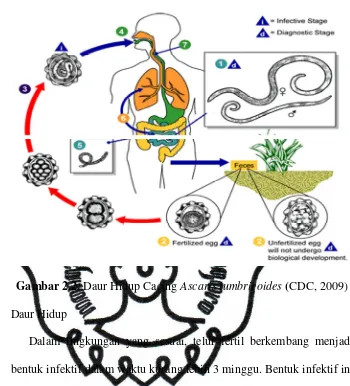 Gambar 2.2. Daur Hidup Cacing Ascaris lumbricoides (CDC, 2009) 