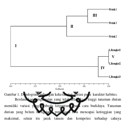 Gambar 1. Dendogram hubungan kekerabatan durian pada  karakter habitus.  