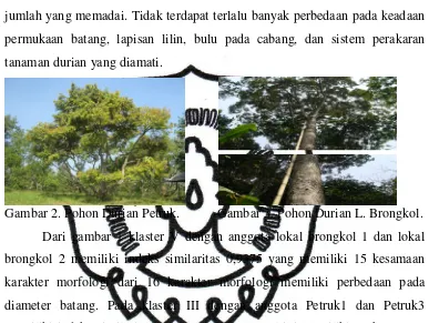 Gambar 2. Pohon Durian Petruk.           Gambar 3. Pohon Durian L. Brongkol. 