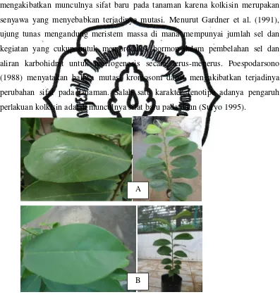 Gambar 3. Perbedaan daun tanaman pada kolkisin 0,1% lebih tebal (A) dibandingkan dengan tanaman kontrol (B)