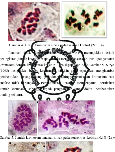 Gambar 4. Jumlah kromosom sirsak pada tanaman kontrol (2n = 14). 