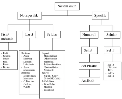 Gambar 2.1 Diagram Sistem Imun (Baratawidjaja, 2001) 