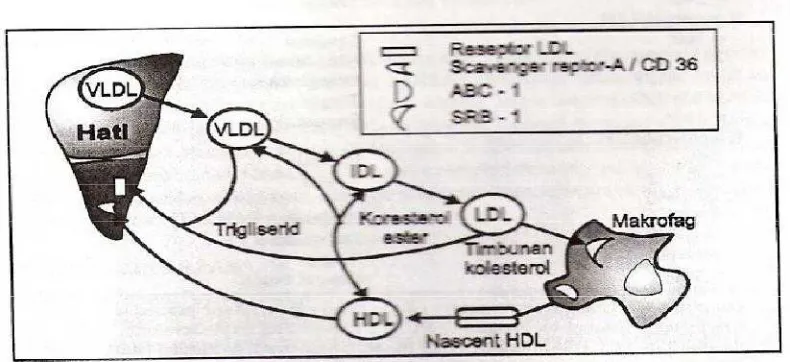 Gambar III. Reverse Colesterol Transport dari Meatabolisme Lemak 