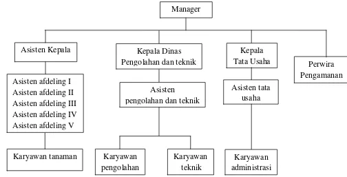 Gambar 6. Struktur Organisasi Kepengurusan Unit Kebun Sidamanik 