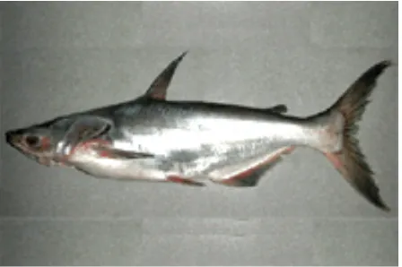 Gambar 1. Ikan Patin (Pangasius sp) 