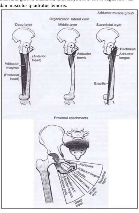 Gambar 6.  Susunan anatomis kelompok dan origo dari otot-otot 