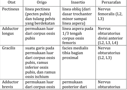 Tabel 2. Otot-otot adduktor panggul 