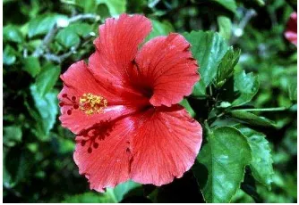 Gambar 1. Bunga Kembang Sepatu (Hibiscus rosa-sinensis L.)  (USDA, NRCS., 2016)  